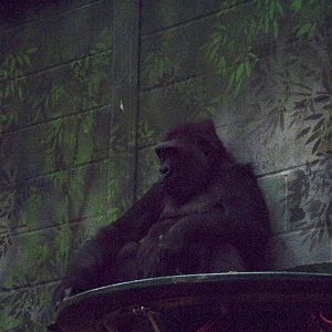Western Lowland Gorilla 11.2.25