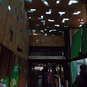 Gorilla overhead tunnel 11.2.25