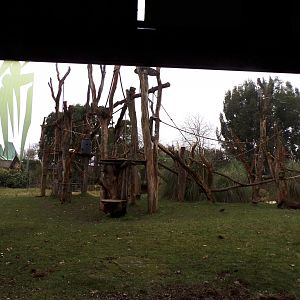 Gorilla enclosure 11.2.25