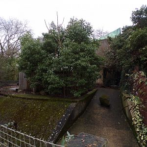 Red river hog enclosure 11.2.25