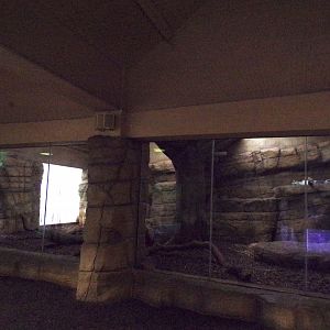 Sumatran tiger indoors 11.2.25