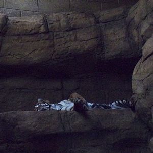 Sumatran tiger 11.2.25