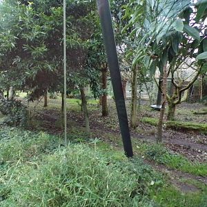 Sumatran tiger enclosure 11.2.25