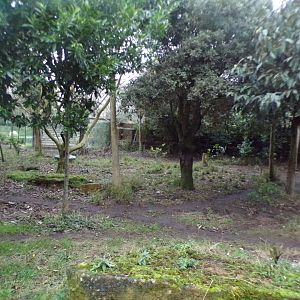 Sumatran tiger enclosure 11.2.25