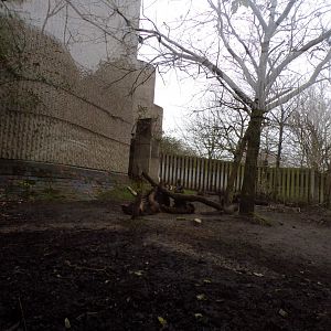 Babirusa enclosures 11.2.25