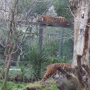 Sumatran tigers 11.2.25