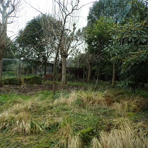 Sumatran tiger enclosure 11.2.25