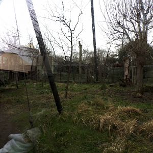 Sumatran tiger enclosure 11.2.25