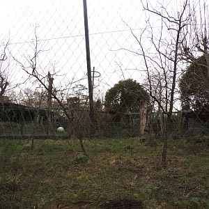 Sumatran tiger enclosure 11.2.25