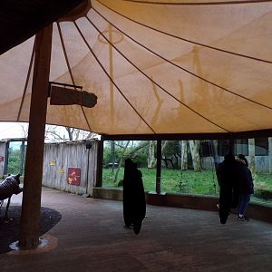 Tiger viewing area 11.2.25