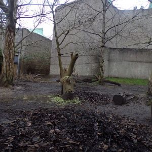 Babirusa enclosure 11.2.25