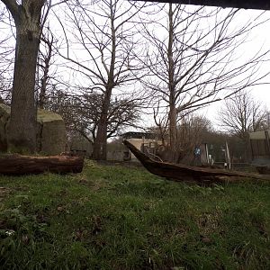 Babirusa enclosure 11.2.25