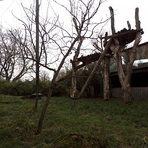Sumatran tiger enclosure 11.2.25