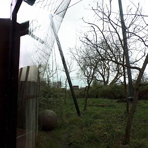 Sumatran tiger enclosure 11.2.25