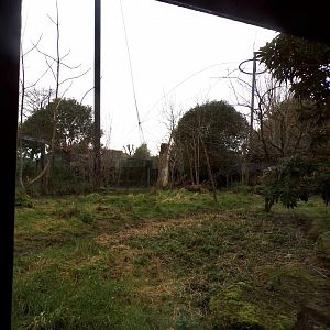 Sumatran tiger enclosure 11.2.25