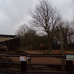 Bactrian camel enclosure 11.2.25