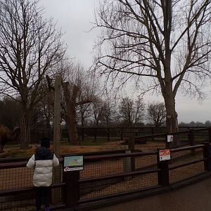 Bactrian camel enclosure 11.2.25