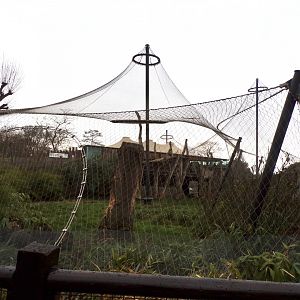 Sumatran tiger enclosure 11.2.25