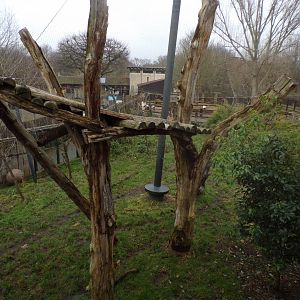 Sumatran tiger enclosure 11.2.25