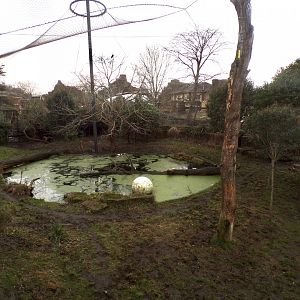 Sumatran tiger second enclosure 11.2.25