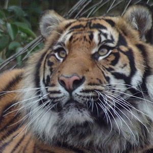 Sumatran tiger 11.2.25