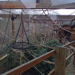 Northern white-cheeked gibbon enclosure 11.2.25