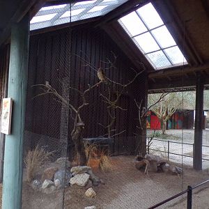 Burrowing owl aviary 11.2.25