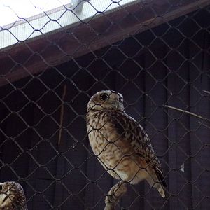 Burrowing owl 11.2.25