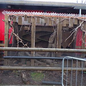 Domestic ferret enclosure 11.2.25