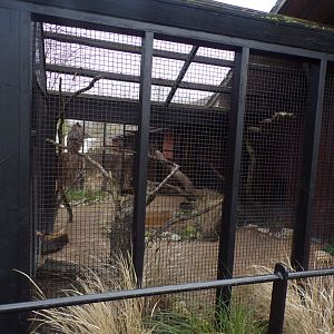 Eurasian eagle owl aviary 11.2.25