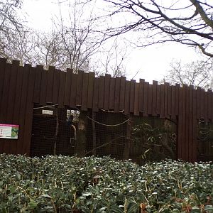 Red-tailed black cockatoo aviary 11.2.25