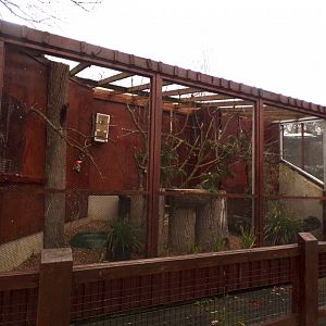 African grey aviary 11.2.25