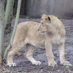 Asiatic lion cub 11.2.25