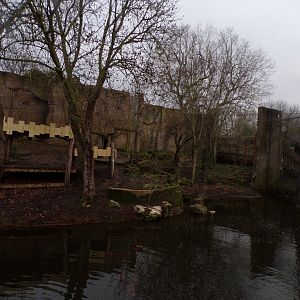 Asiatic lion enclosure 11.2.25