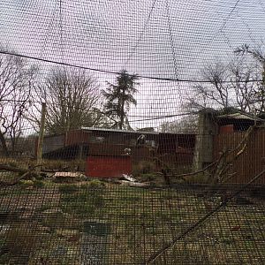 Ruppel’s griffon vulture aviary 11.2.25
