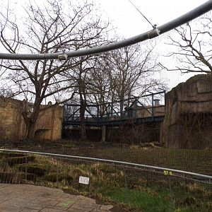 Asiatic lion enclosure 11.2.25