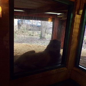 Male asiatic lion 11.2.25