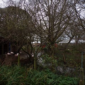 Three island pond- greater flamingo enclosure 11.2.25
