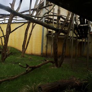 Hanuman langur enclosure 11.2.25