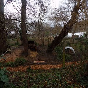 Muntjac deer enclosure 11.2.25