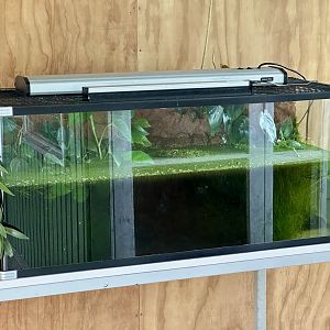 Southern Bell Frog/Green and Golden Bellfrog Exhibit (Tadpoles)