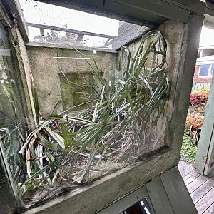 Auckland Green Gecko Exhibit