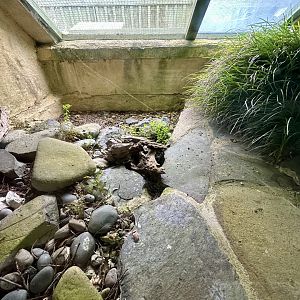 Falla’s Skink Exhibit