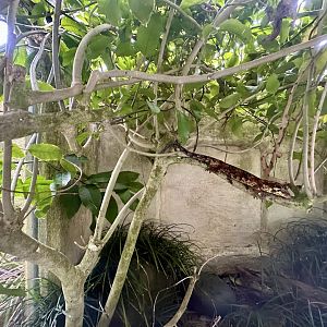 Manuka Gecko/Small-scaled Skink Exhibit