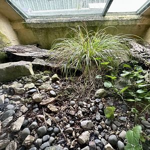 Duvaucel’s Gecko Exhibit