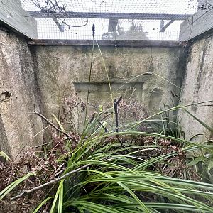 Auckland Green Gecko/Goldstripe Gecko Exhibit
