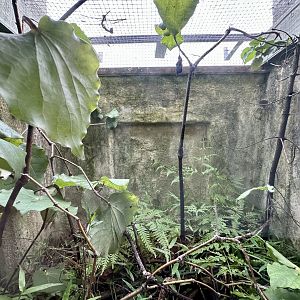 Nelson Green Gecko/Forest Gecko Exhibit