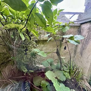 Nelson Green Gecko/Northern Brown Skink Exhibit