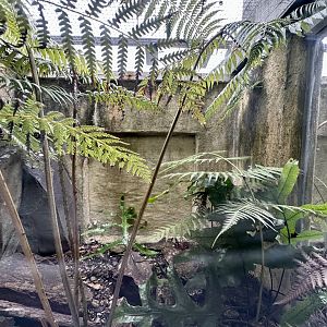 Jewelled Gecko/Central Otago Gecko Exhibit