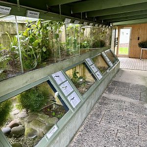 Entrance Gecko/Skink Exhibits